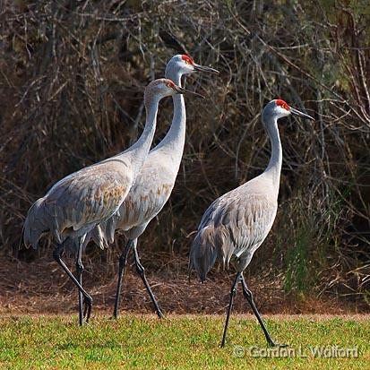 Sandhill Crane Family_34168.jpg - Sandhill Cranes (Grus canadensis)Photographed along the Gulf coast near Port Lavaca, Texas, USA.